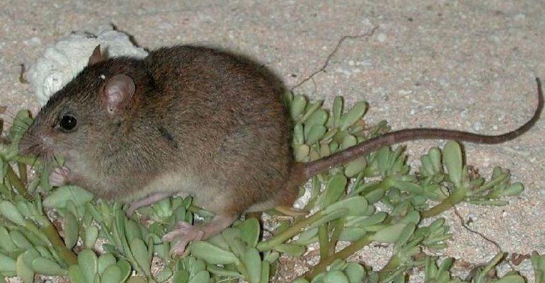 Bramble Cay rat